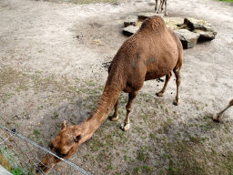 Dromedary at the Outback area at ZooParc Overloon