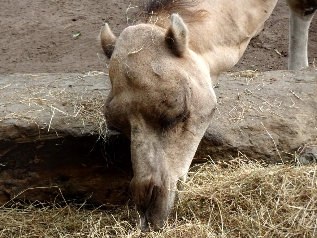 Dromedary at the Outback area at ZooParc Overloon