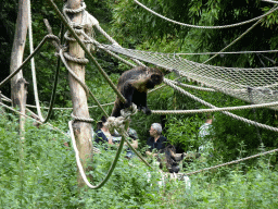 Golden-bellied Capuchins at the Amazone area at ZooParc Overloon