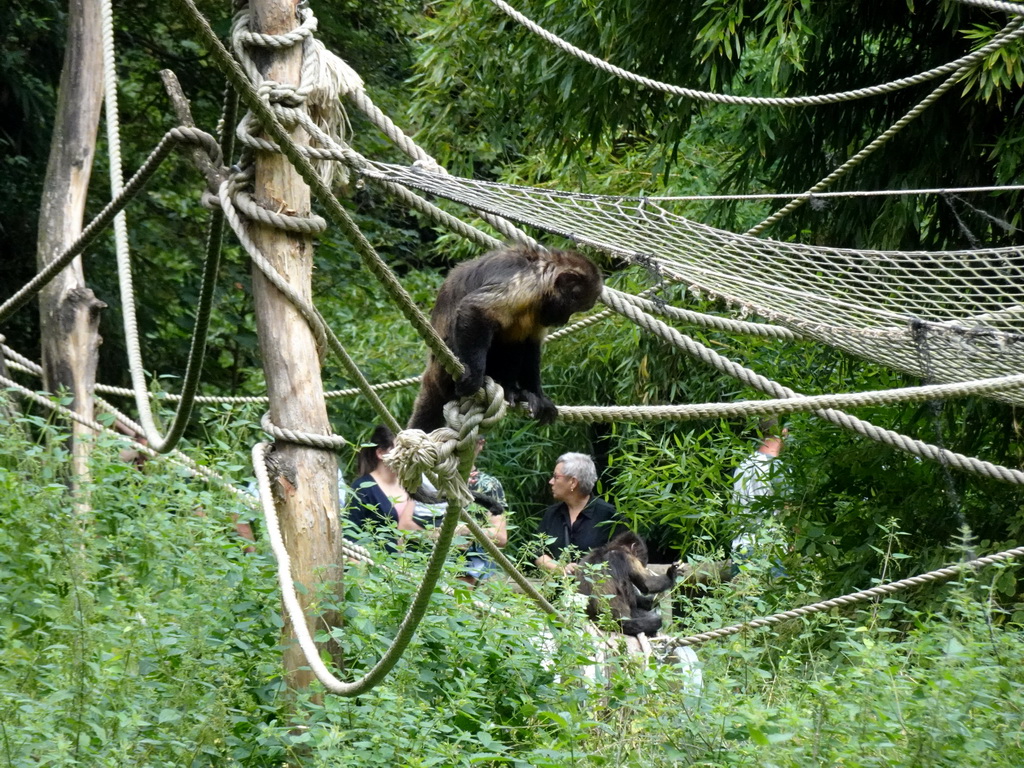 Golden-bellied Capuchins at the Amazone area at ZooParc Overloon