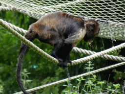 Golden-bellied Capuchin at the Amazone area at ZooParc Overloon
