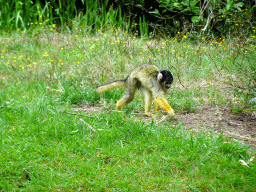 Squirrel Monkey at the Amazone area at ZooParc Overloon