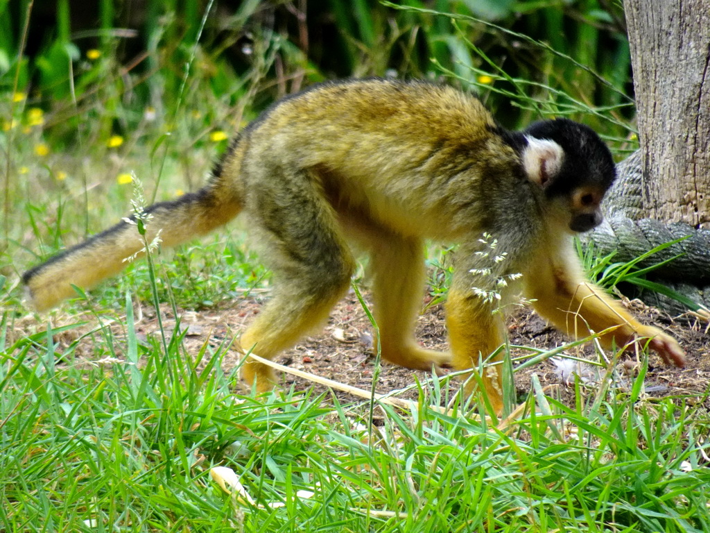 Squirrel Monkey at the Amazone area at ZooParc Overloon