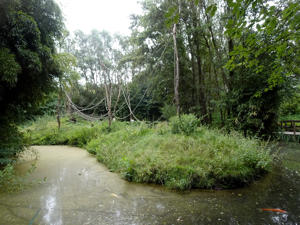 Red-faced Spider Monkey enclosure at the Amazone area at ZooParc Overloon