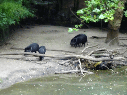Collared Peccaries at the Amazone area at ZooParc Overloon
