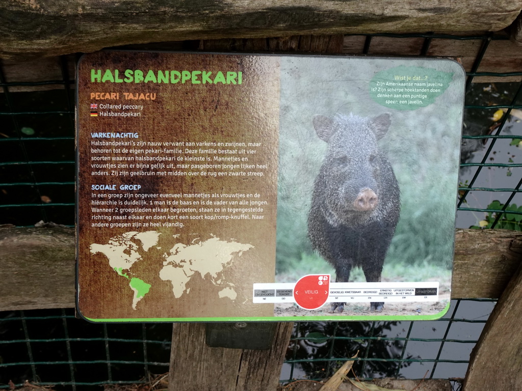 Explanation on the Collared Peccary at the Amazone area at ZooParc Overloon