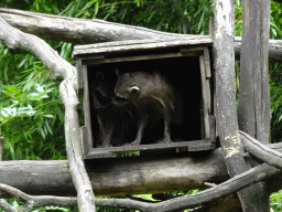 Crab-eating Raccoons at the Amazone area at ZooParc Overloon