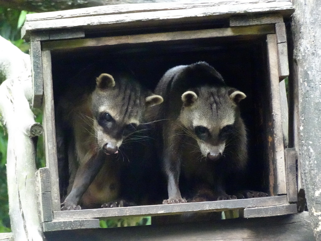 Crab-eating Raccoons at the Amazone area at ZooParc Overloon