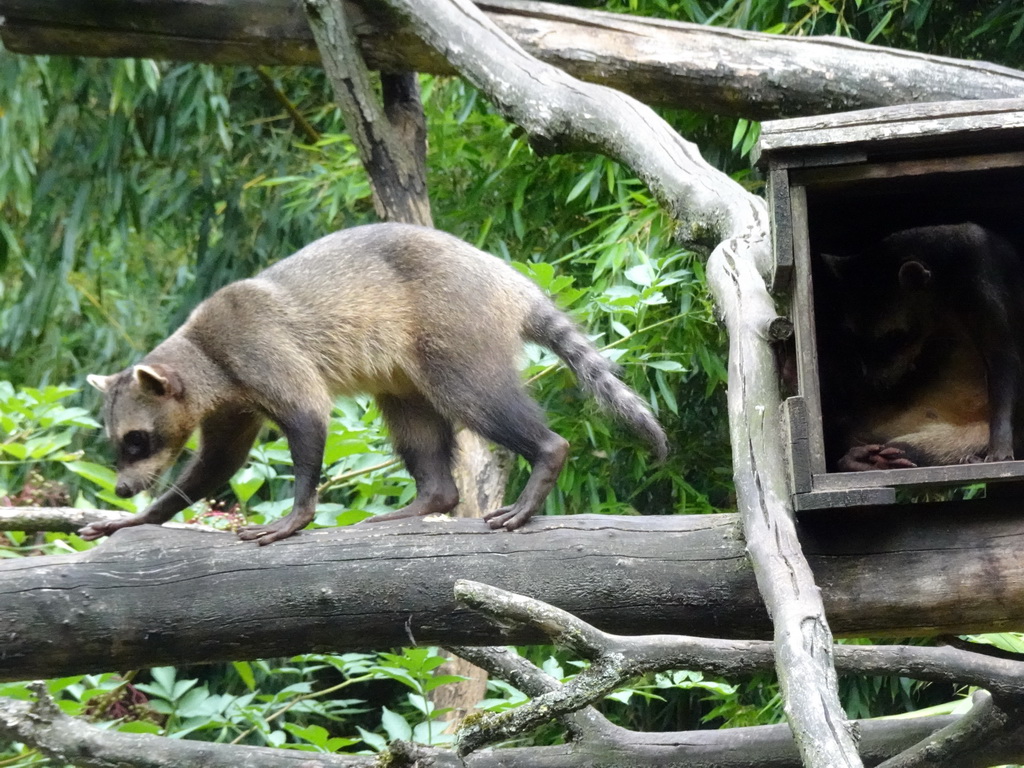 Crab-eating Raccoons at the Amazone area at ZooParc Overloon