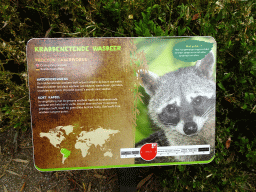 Explanation on the Crab-eating Raccoon at the Amazone area at ZooParc Overloon