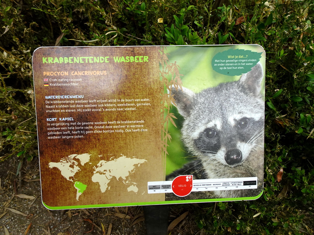 Explanation on the Crab-eating Raccoon at the Amazone area at ZooParc Overloon