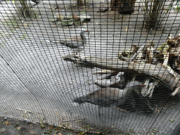 Red-legged Seriemas at the Amazone area at ZooParc Overloon