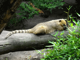 South American Coati at the Amazone area at ZooParc Overloon