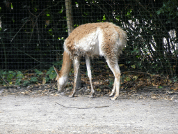 Vicuña at the Amazone area at ZooParc Overloon