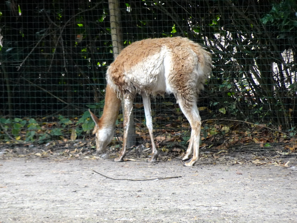 Vicuña at the Amazone area at ZooParc Overloon