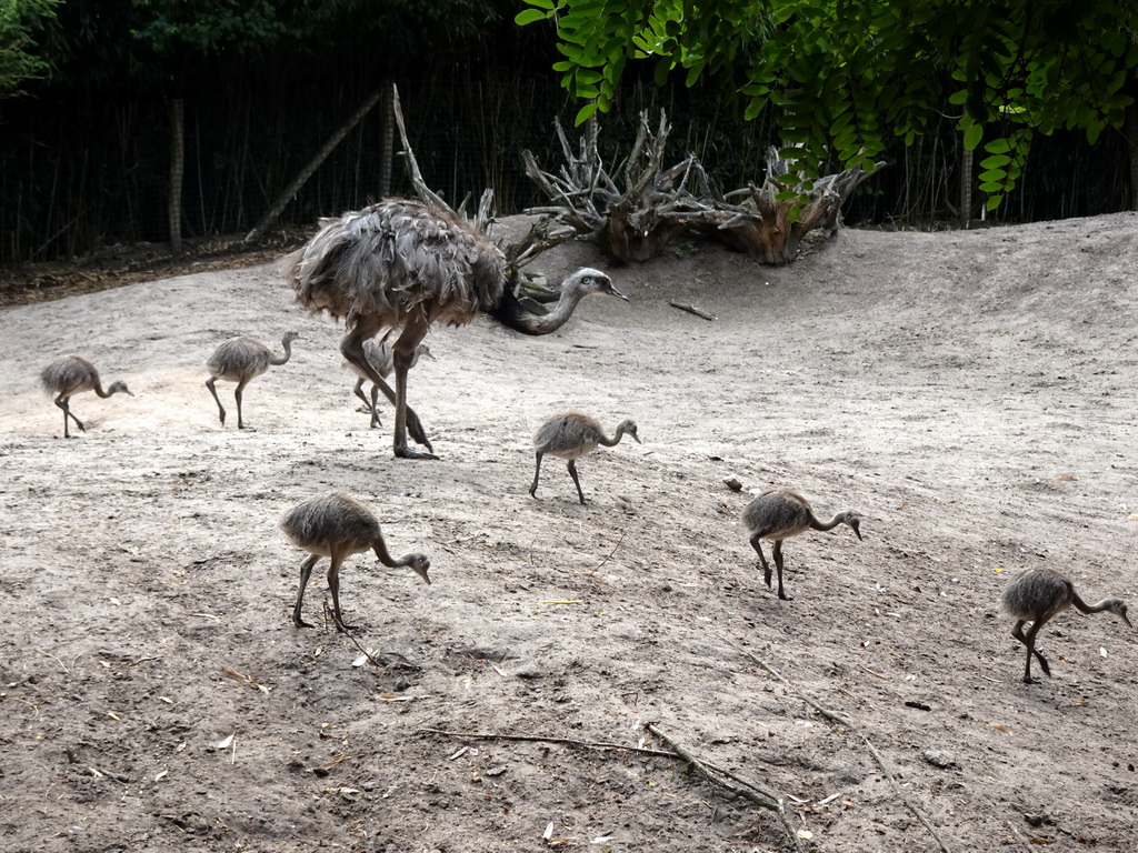 Nandus at the Amazone area at ZooParc Overloon