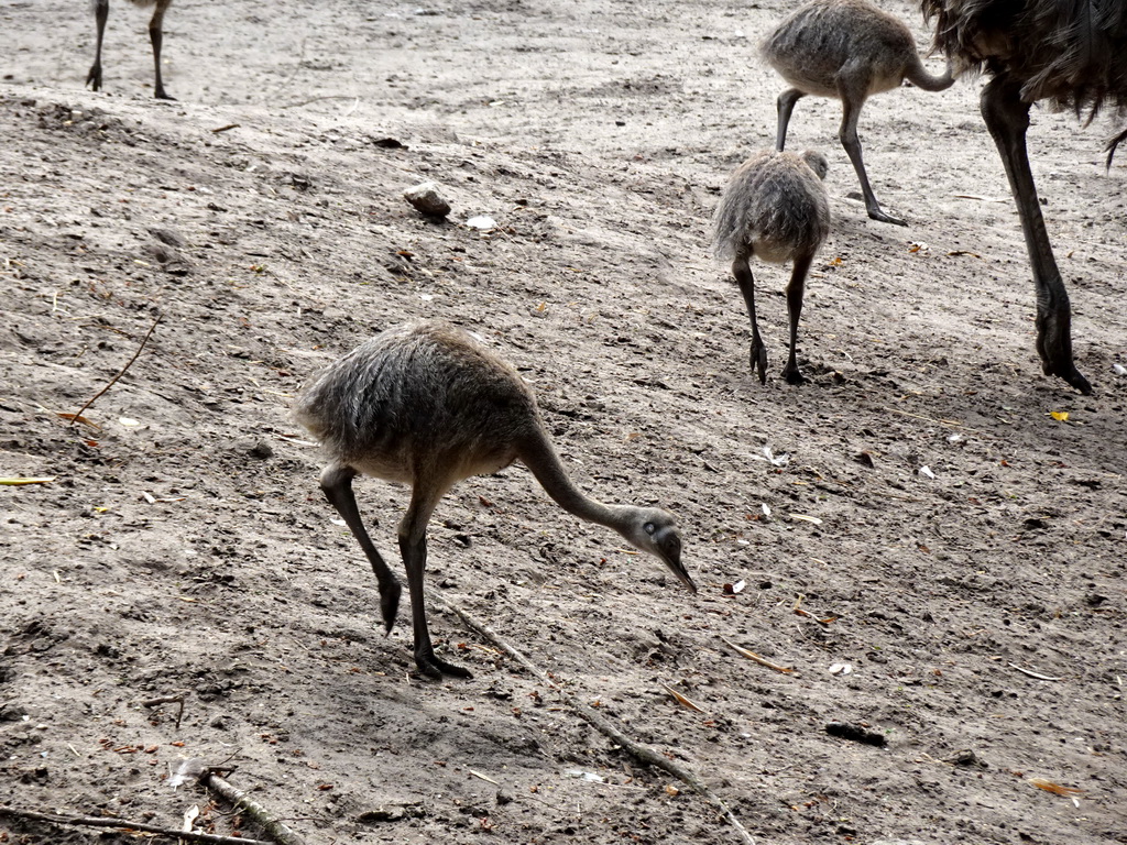 Young Nandus at the Amazone area at ZooParc Overloon