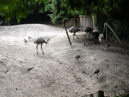 Nandus at the Amazone area at ZooParc Overloon