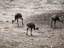 Young Nandus at the Amazone area at ZooParc Overloon