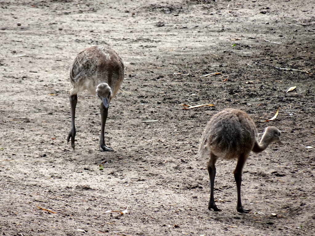 Young Nandus at the Amazone area at ZooParc Overloon