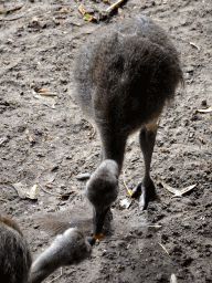 Young Nandus at the Amazone area at ZooParc Overloon