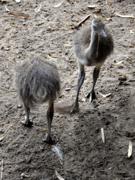 Young Nandus at the Amazone area at ZooParc Overloon