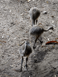 Young Nandus at the Amazone area at ZooParc Overloon