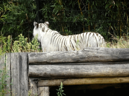 White tiger at the Jangalee area at ZooParc Overloon