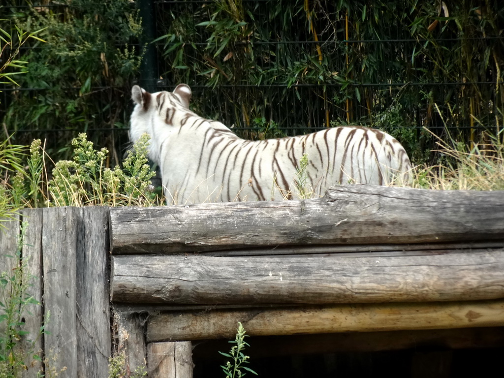 White tiger at the Jangalee area at ZooParc Overloon