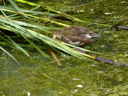 Bird at the Jangalee area at ZooParc Overloon