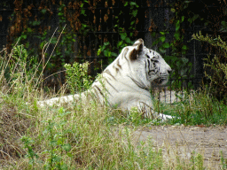 White Tiger at the Jangalee area at ZooParc Overloon