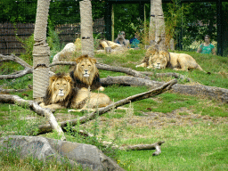 Lions at the Ngorongoro area at ZooParc Overloon