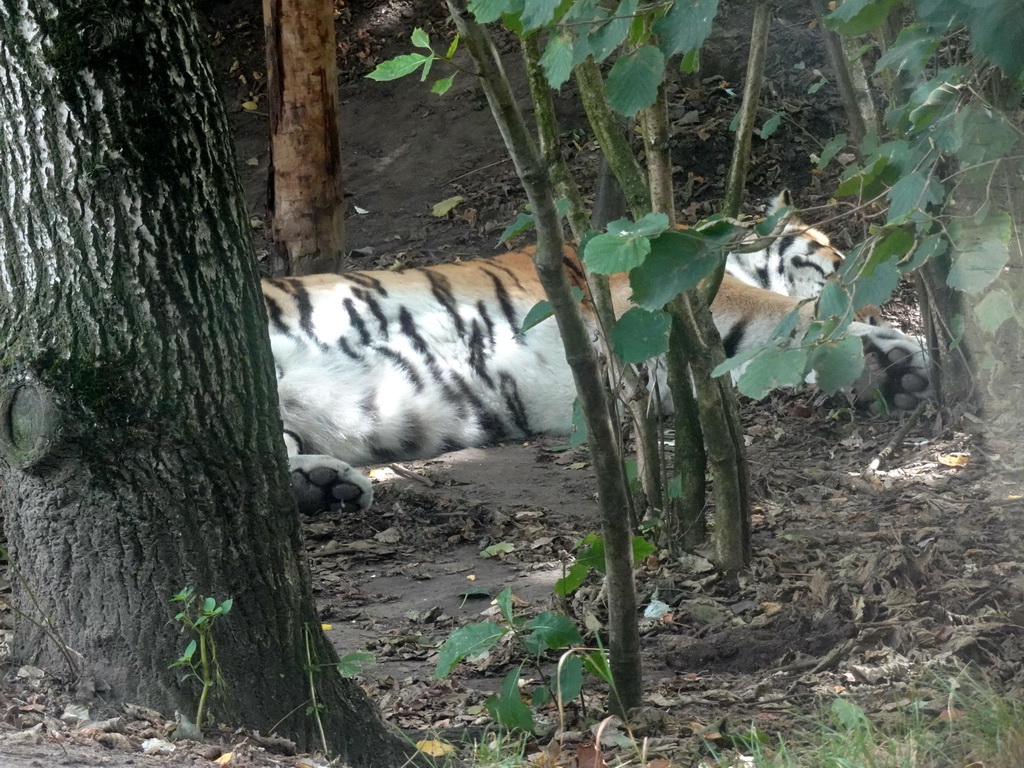 Siberian Tiger at the Jangalee area at ZooParc Overloon