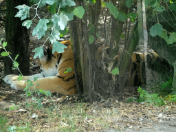 Siberian Tiger at the Jangalee area at ZooParc Overloon