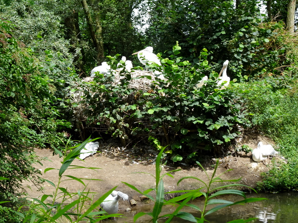 Dalmatian Pelicans at the Forest area at ZooParc Overloon