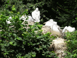 Dalmatian Pelicans at the Forest area at ZooParc Overloon