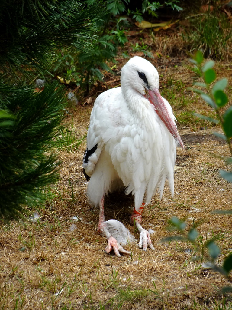 White Stork at the Forest area at ZooParc Overloon