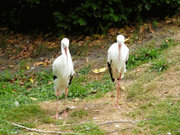 White Storks at the Forest area at ZooParc Overloon