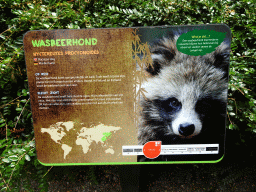 Explanation on the Raccoon Dog at the Forest area at ZooParc Overloon