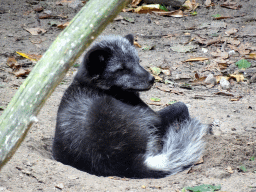 Arctic Fox at the Forest area at ZooParc Overloon