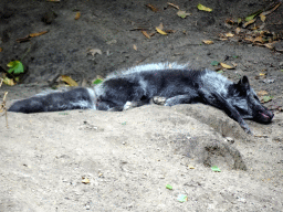 Arctic Fox at the Forest area at ZooParc Overloon