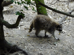 Raccoon at the Forest area at ZooParc Overloon