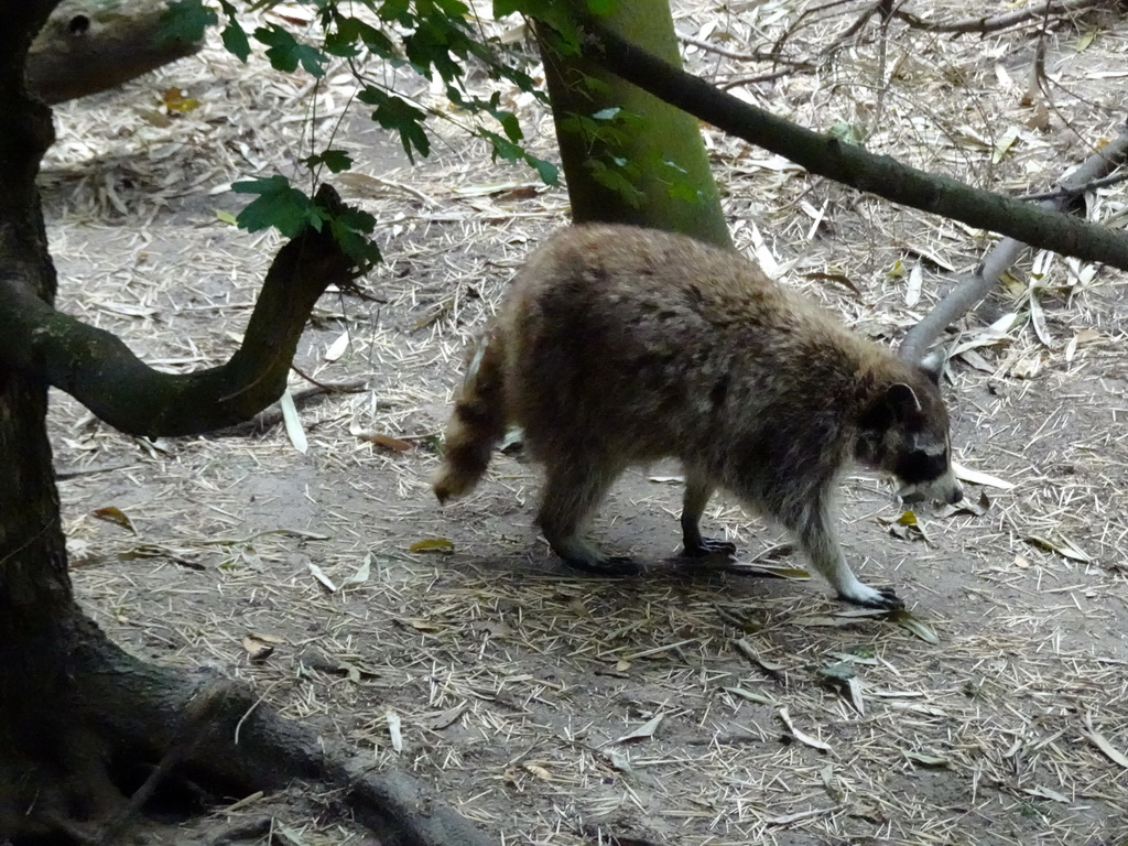 Raccoon at the Forest area at ZooParc Overloon