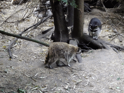Raccoon and Raccoon Dog at the Forest area at ZooParc Overloon