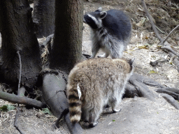 Raccoon and Raccoon Dog at the Forest area at ZooParc Overloon