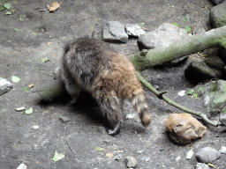 Raccoon at the Forest area at ZooParc Overloon