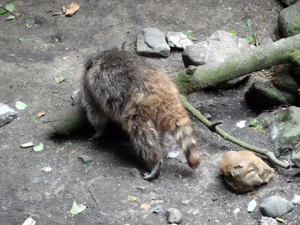 Raccoon at the Forest area at ZooParc Overloon