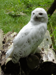 Snowy Owl at the Forest area at ZooParc Overloon