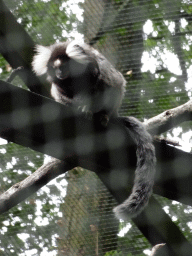 Cotton-top Tamarin at the Forest area at ZooParc Overloon