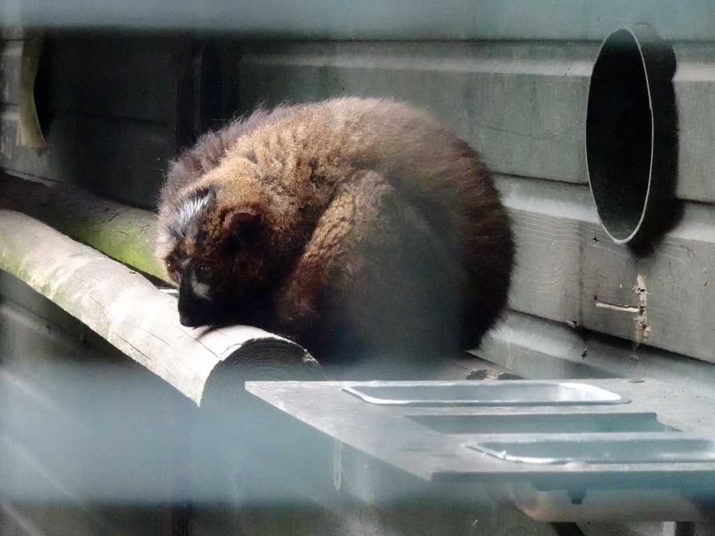 Lac Alaotra Bamboo Lemur at the Forest area at ZooParc Overloon